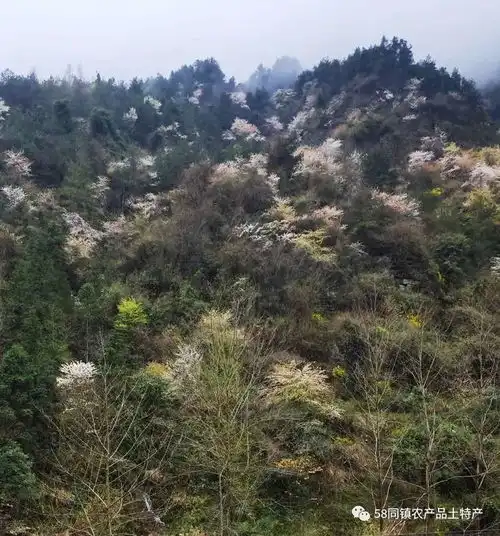 龙山县茨岩塘镇樱桃花盛开漫步樱花谷