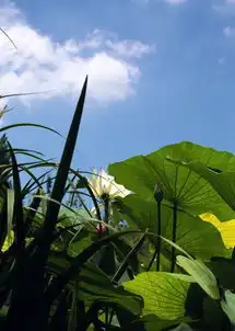 顾村荷花
