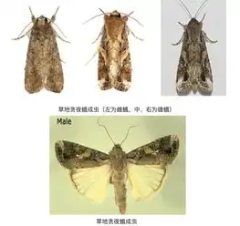 非洲幺蛾子来中国了一夜能飞100公里,一天啃光一片玉米地