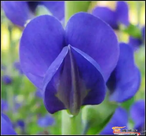 这个什么花啊