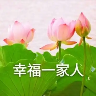 荷花头像带字图片微信头像荷花并配字
