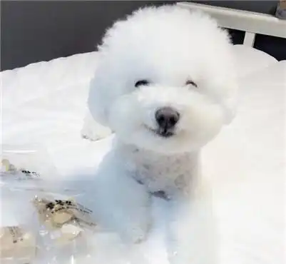 饲养比熊犬之前要准备什么准备怎么挑选比熊犬的狗粮