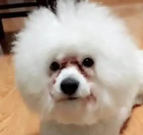 人一白遮百丑,狗泪痕毁所有
