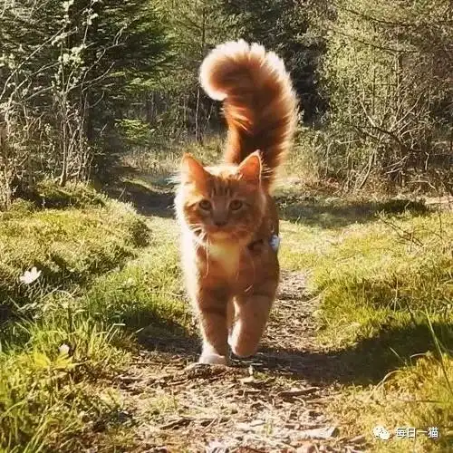 收养时还是只瘦小的橘猫,如今成为陪女主四处游玩的毛孩子