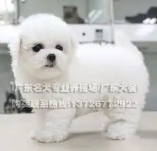 标题棉花糖版比熊幼犬,超级卡哇伊