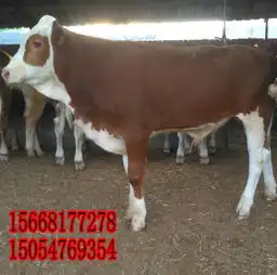 900斤肉牛现在什么价格-肉牛养殖场在哪里?-黄页88网