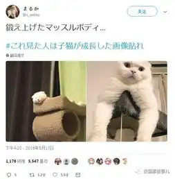 岁月这把无情刀,糊了暹罗的毛,肥了橘猫的腰