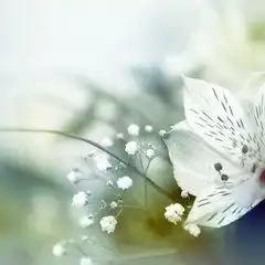 我的书屋我的梦