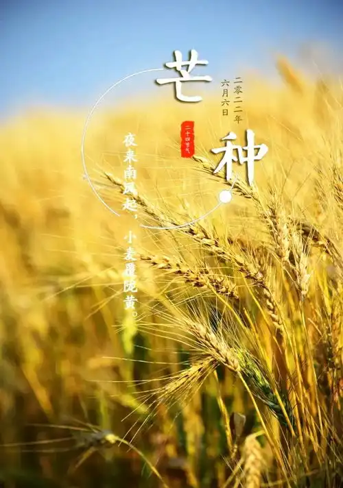 芒种即景赵立策