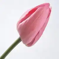 微信头像一朵花微信头像图片大全