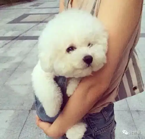 揭秘狗界的五朵金花,便宜好养又可爱,到底是哪5种狗狗
