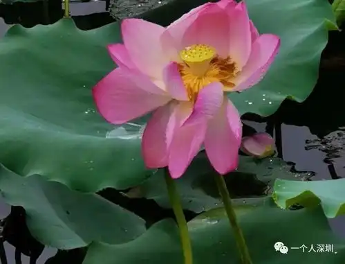 洪湖公园的荷花开啦