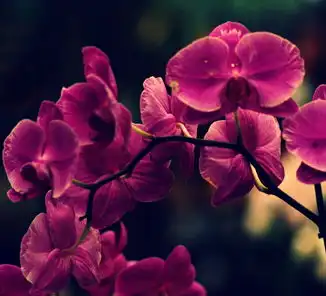 女人天生就是花的爱慕者