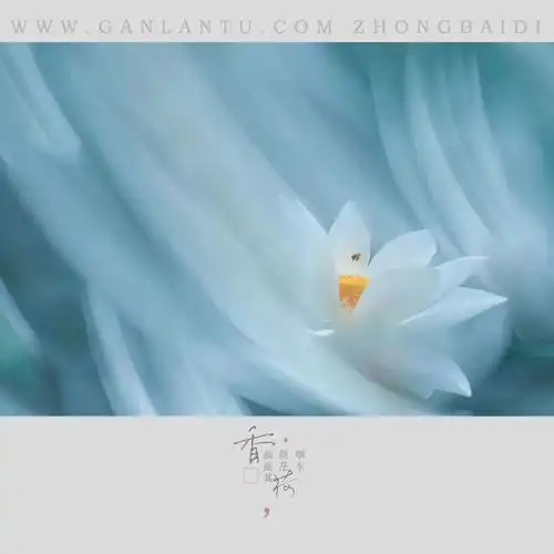 深圳荷花摇晃实践活动召集