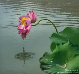 一朵荷花一首诗,石城荷花醉游人