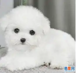超可爱甜美赛级比熊宝宝韩国进口种犬十年信誉保证的图片-武汉洪山易登网