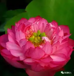 梅花,兰花,荷花,菊花,祝你花开富贵美醉了黄菊