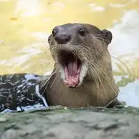 水獭头像男生用的可爱水獭头像