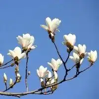 用红玉兰花做头像微信头像图片大全