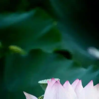 最美的荷花头像,美丽傲然的荷花图片