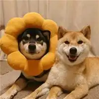 微信狗年聚财头像微信头像图片大全