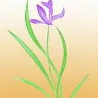 兰花花卉微信头像盆栽微信头像图片大全