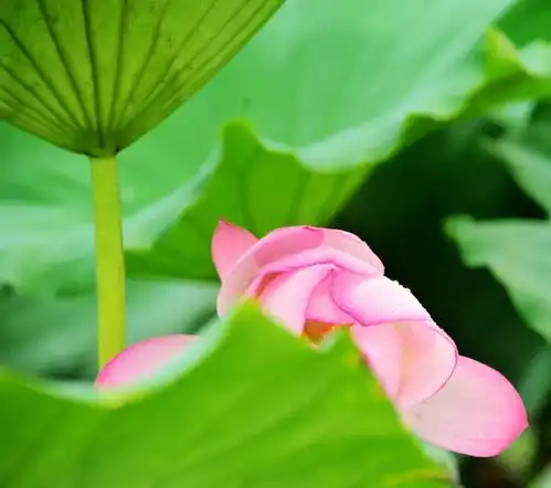 好看泌阳城西湿地公园大片荷花开啦