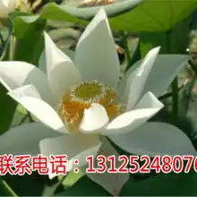 石城县琴江镇朝荷白莲专业合作社