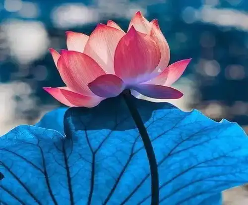 12首诗,12幅书法,12种花,美极了石榴花
