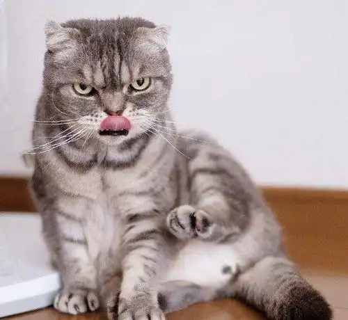 一只永远凶巴巴的霸道喵咪,猫狠话不多