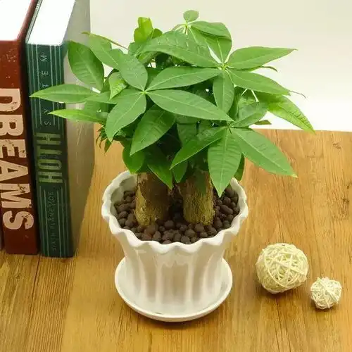 10种入门级家庭植物养护绝招,新手养花就靠它了