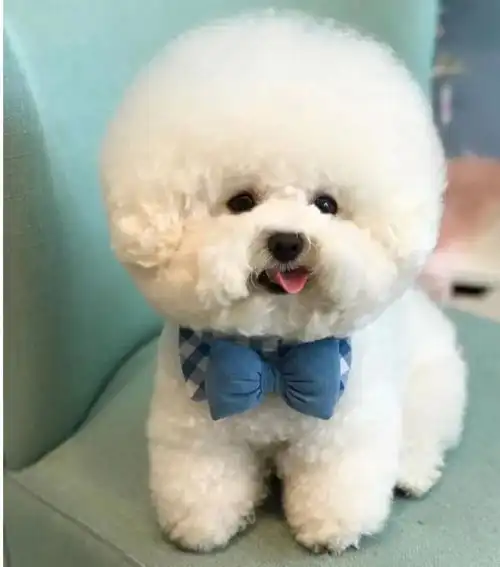 比熊想要你抱抱时,会有这些表现,网友太可爱了