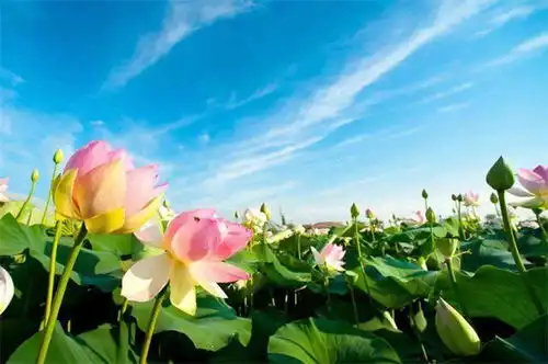 二十四节气之大暑古诗五首大暑三秋近,萤火照空时