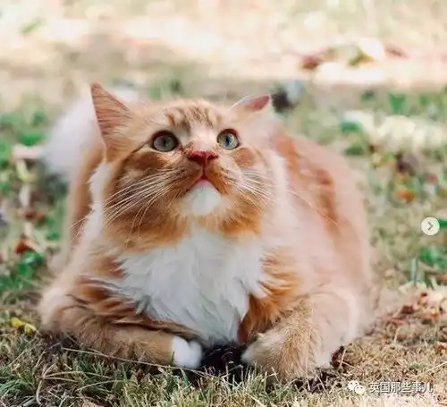 一只小奶橘长成记这大概是我见过最爱运动的橘猫