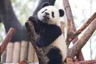 不一样的雅猪猪