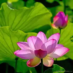逆光荷花