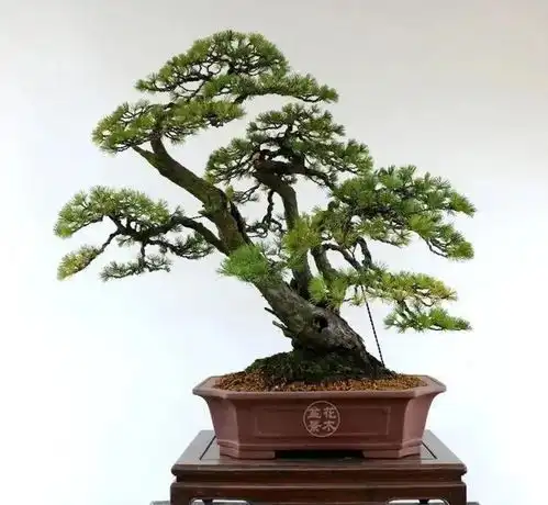 盆景的禅意56