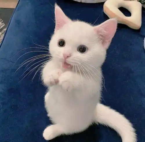 有没有一些猛男该用的头像