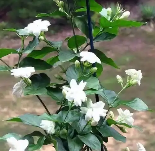 炎炎夏日,这几种花要当水牛养,喝得饱才能长得盛绣球花茉莉花盆栽网易订阅