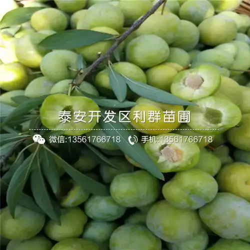 味厚李子树苗批发味厚李子树苗价格-黄页88网