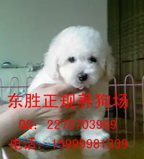 广州比熊犬广州比熊犬养狗场广州哪里有卖比熊犬