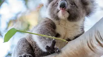 袋鼠岛海豹湾旗舰拱门神奇岩石一日游