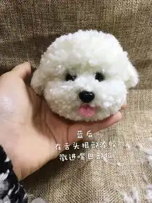 撸个毛球比熊