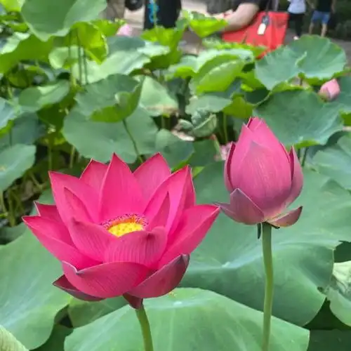 测试一个超长简介的文章