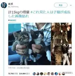 岁月这把无情刀,糊了暹罗的毛,肥了橘猫的腰