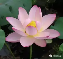 微信头像莲花唯美高清莲花
