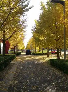 京都秋影三部曲之悲秋西风怨,奥森秋风悲画扇北京奥林匹克森林公园游记
