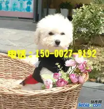 比熊出售哪里出售比熊犬法国比熊卡哇伊比熊犬c