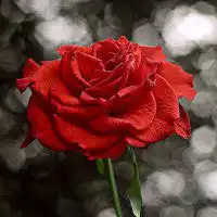微信头像花朵风景微信头像图片大全