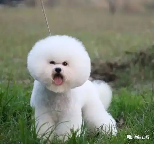比熊狗狗如何喂养,比熊犬饲养全攻略